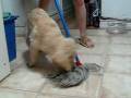 Meiko vs bathtub and mop