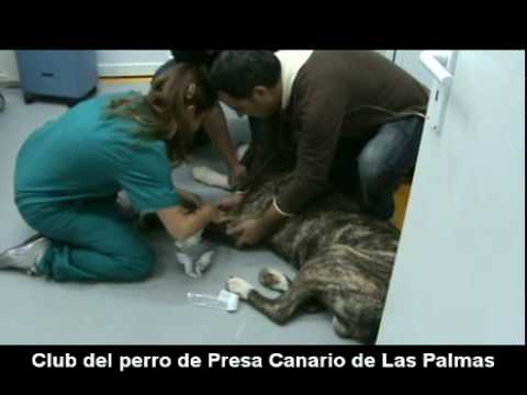 perro de presa canario