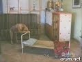 intelligent dog intelligent dog