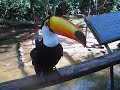 Tucano em Foz do Iguaçu Tucano em Foz do Iguaçu