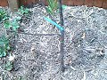 Dwarf Cherry Trees - 2008