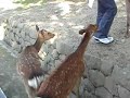 Pushy Deer