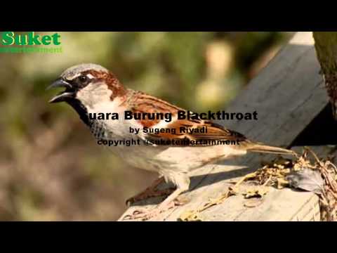 Download Suara Masteran Blackthroat Crazywatch Gq