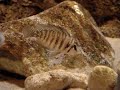 cichlid tank 2007-FEB-12 B