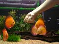 12 Mato Grossos, 4 Acarás Bandeira, 4 Tetras Pretos, 3 Platis... 