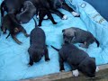 Filhotes Amstaff - Ladypark Kennel