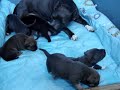 Filhotes Amstaff - Ladypark Kennel
