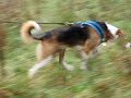 Sarda Wales - Trailing Dog