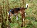 videos de Sarda Wales - Trailing Dog