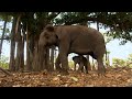 Wildlife Collection 25 - Tiger Spy in the Jungle 5of6 - 2008 - Ep3-3