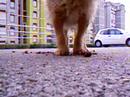 My dog playing