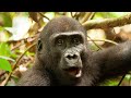 Western Lowland Gorilla Safari Congo 2008