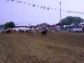 team penning San francesco al campo 2007 1° Go