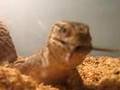 savanah-eating-baby-