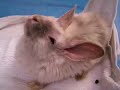 Possum - Neurological Issues