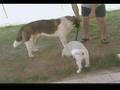 Akita Inu video