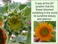 Come, enjoy with me My Sunflower