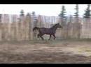 Domino Acres Rider Pride
