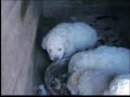 Lo Svezzamento dei mastini Abruzzesi. The weaning of Maremma