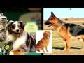 DNA Reveals Dog Heritage