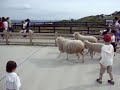 羊たちの沈黙