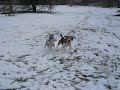 Bíglík a borderka běží =O)Ve sněhu .