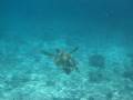 videos de Wasserschildkröte Sun Island Malediven