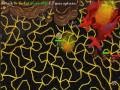 New Jad