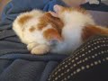 Ear Chew Ear Chew