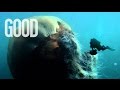 GOOD: Attack of the Giant Jellyfish!
