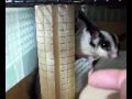 友蔵フクロモモンガ