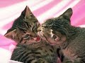 Animales Domesticos