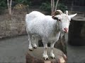 Animales Domesticos