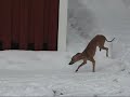 Italian Greyhound