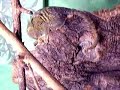 pygmy marmosets pygmy marmosets
