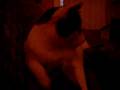 videos de full frontal oliver