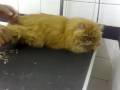 Fellini na pet shop