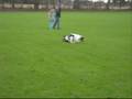 videos de Poppy chases a spaniel 2