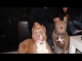 MY REDNOSE FEMALES XXL AMERICAN BULLY ...