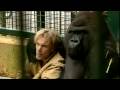 Gorilla Gorilla - Damian Aspinall at Howletts Wild Animal Park, Kent