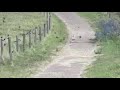 twee fragmenten van een zwerm vogels