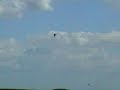 Cow dog chassant les oiseaux