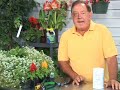 Gardening Tools & Accessories : Gardening with Phosphorous