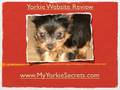 Luxating Patellas In Yorkshire Terriers : Serious Or Not?
