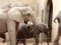 Elephant Finds a Snack