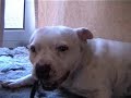 Tutje en Schmatz (rip)
