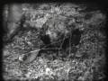 Beavers, 1930 Educational Film Beavers, 1930 Educational Film
