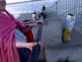 Pink Cape Man Potato Cannon Part 1 Pink Cape Man Potato Cannon Part 1