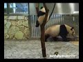 PANDA Baby playing with Mam, Run & Fall, Aihin ?? ?????