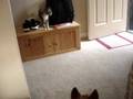 cat chases dog
